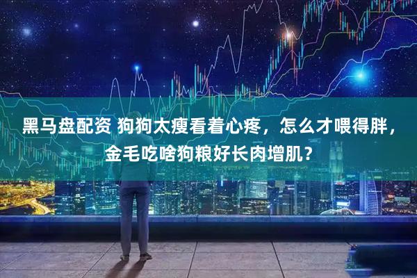 黑马盘配资 狗狗太瘦看着心疼，怎么才喂得胖，金毛吃啥狗粮好长肉增肌？